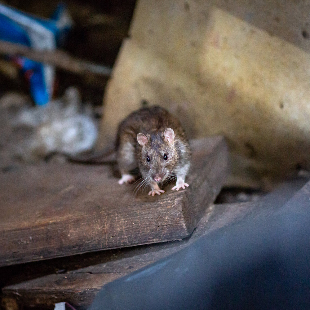 Eradication de nuisibles en Seine Saint Denis 93